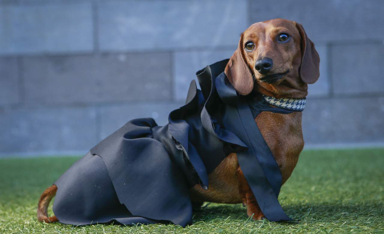 Dachshund Parade