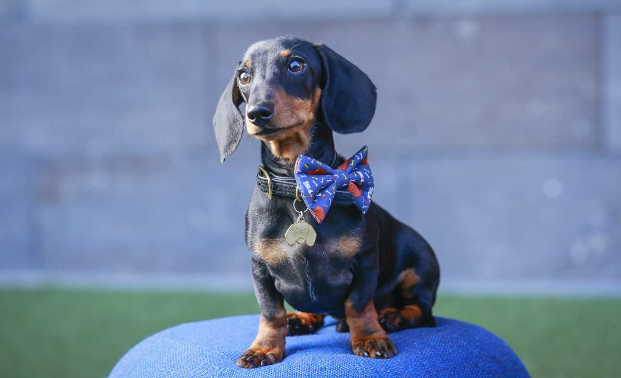 Dachshund Parade