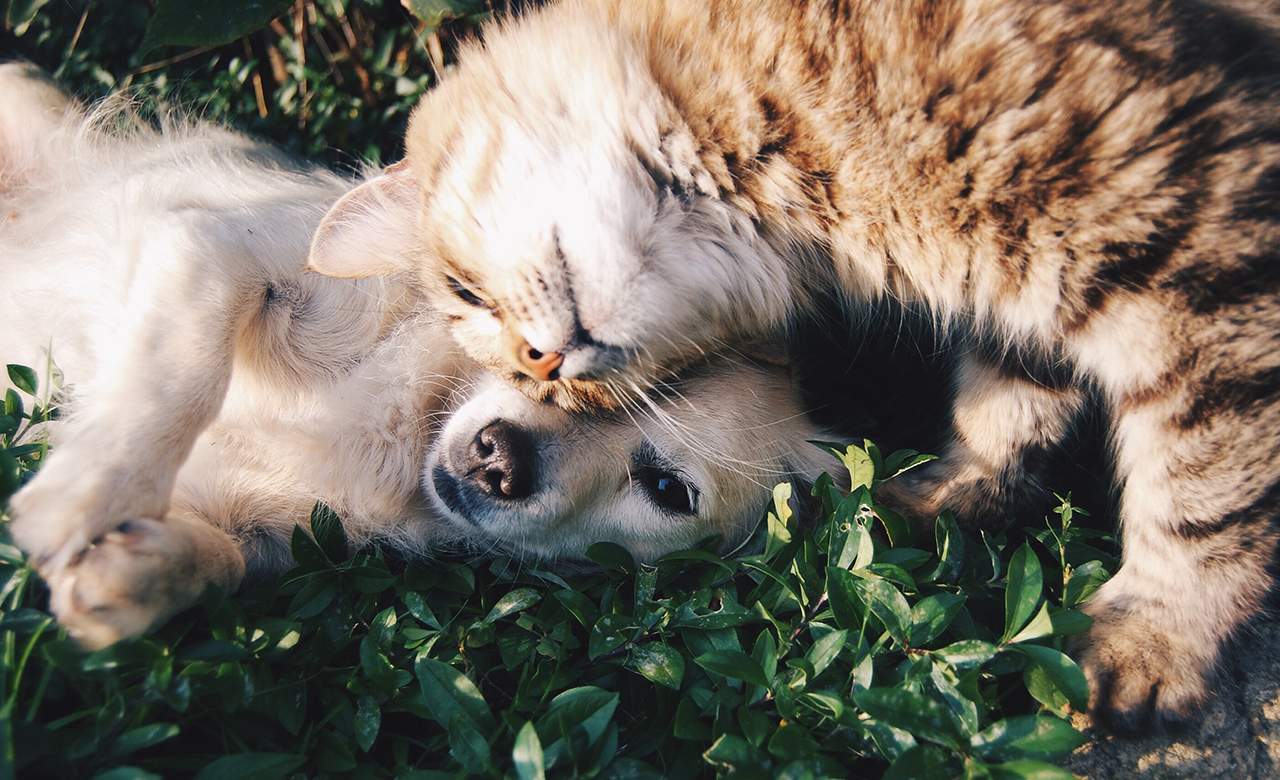 Be My Valentine at Animal Welfare League Queensland