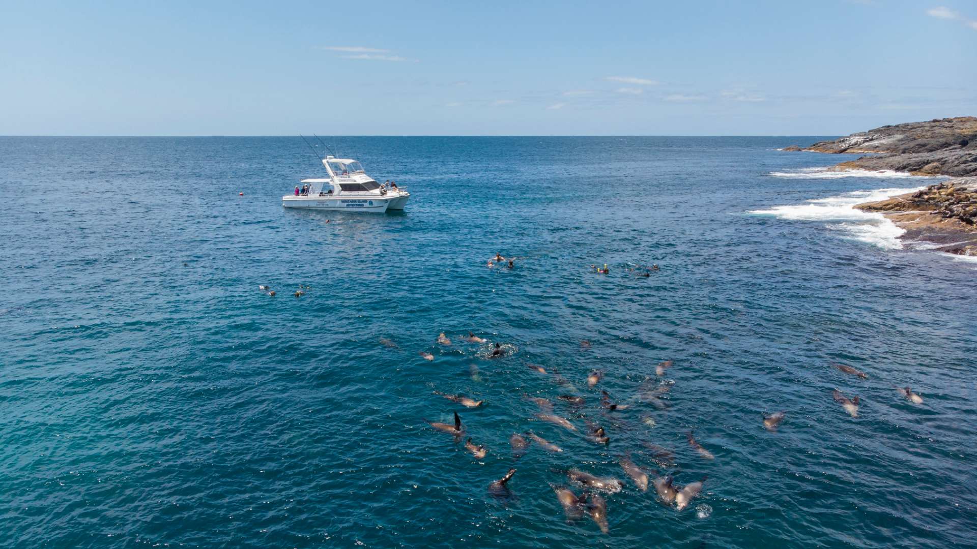 People snorkelling with fur seals near Montague Island, Eurobodalla