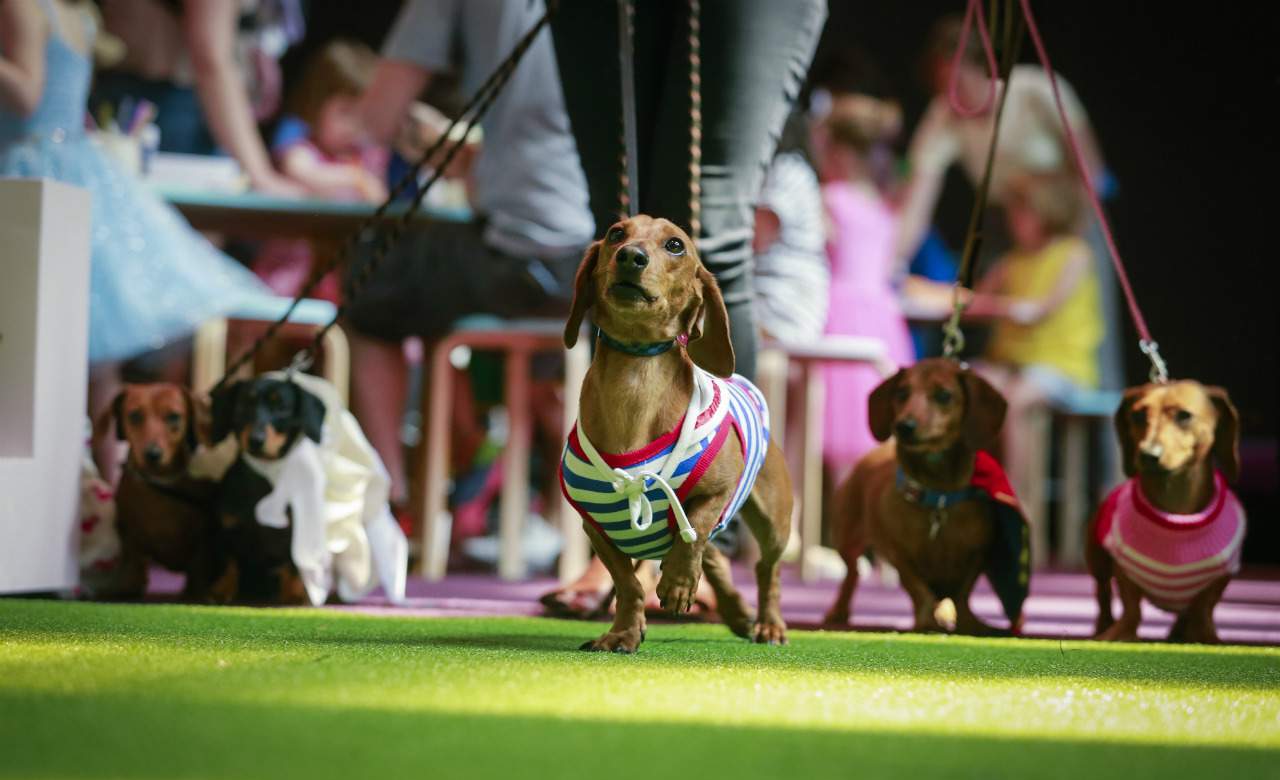 Dachshund Parade