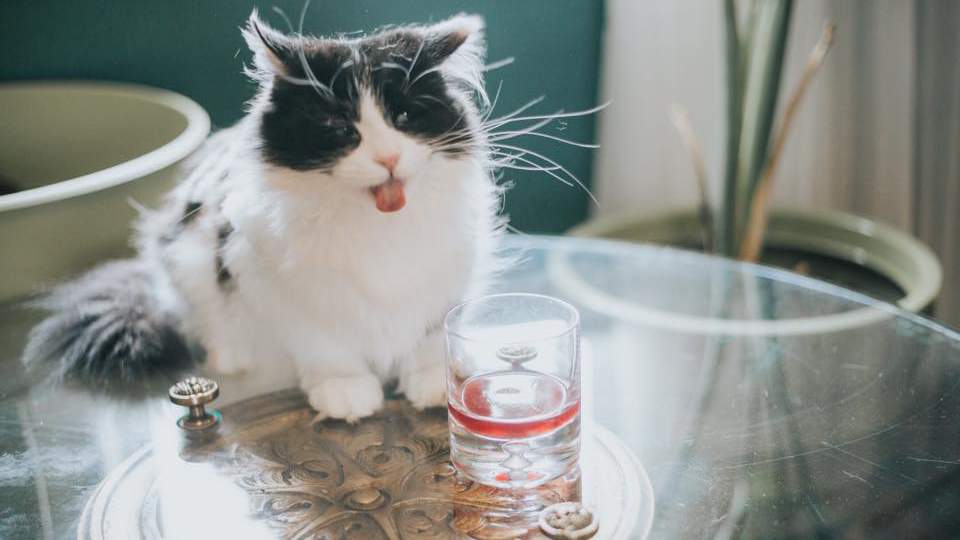 Someone Has Invented Wine for Pets, Cures Solo Drinking