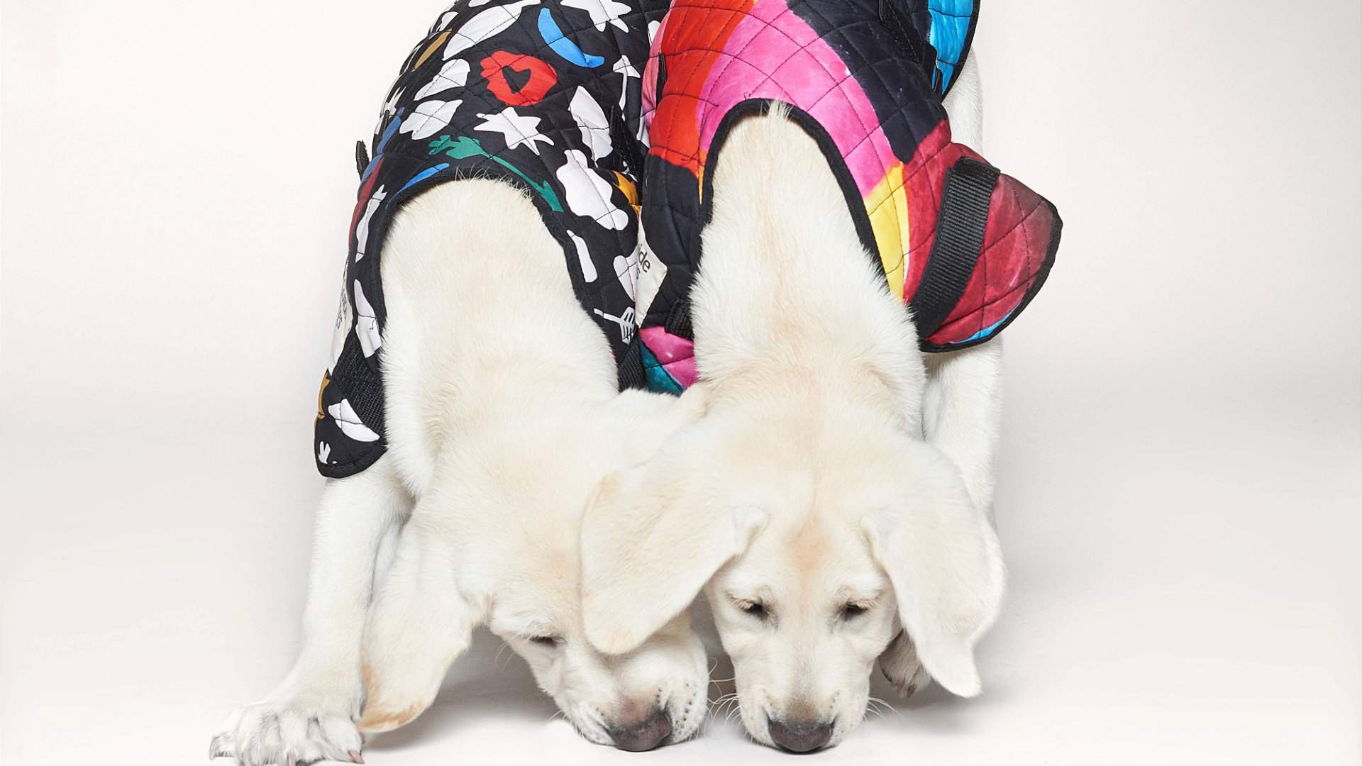 Elk and Gorman Have Just Launched a Charming New Winter Collection for Your Pup
