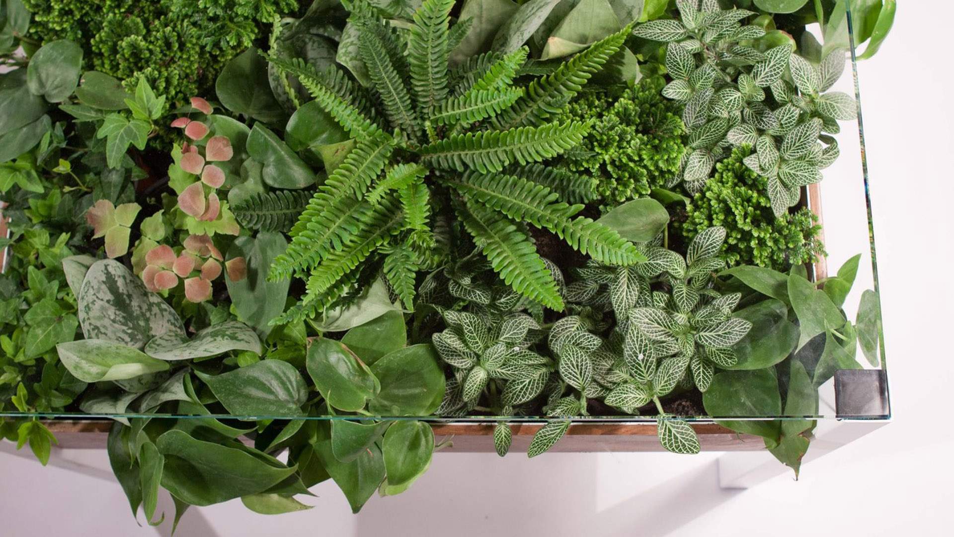 This Greenery-Filled Table Turns An Indoor Garden Into a Living Work of Art