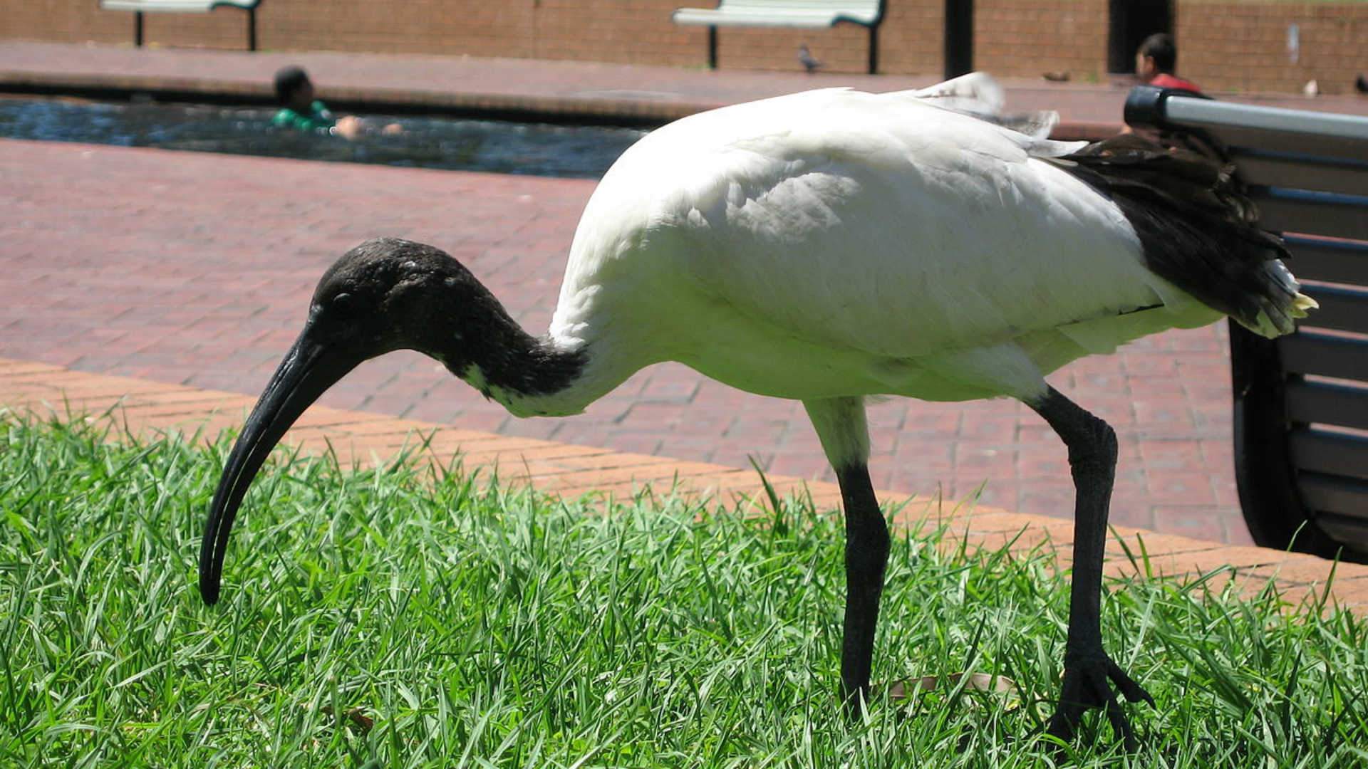 This Planet Earth-Like Ode to the Ibis Is the Positive Publicity Bin Chickens Yearn For