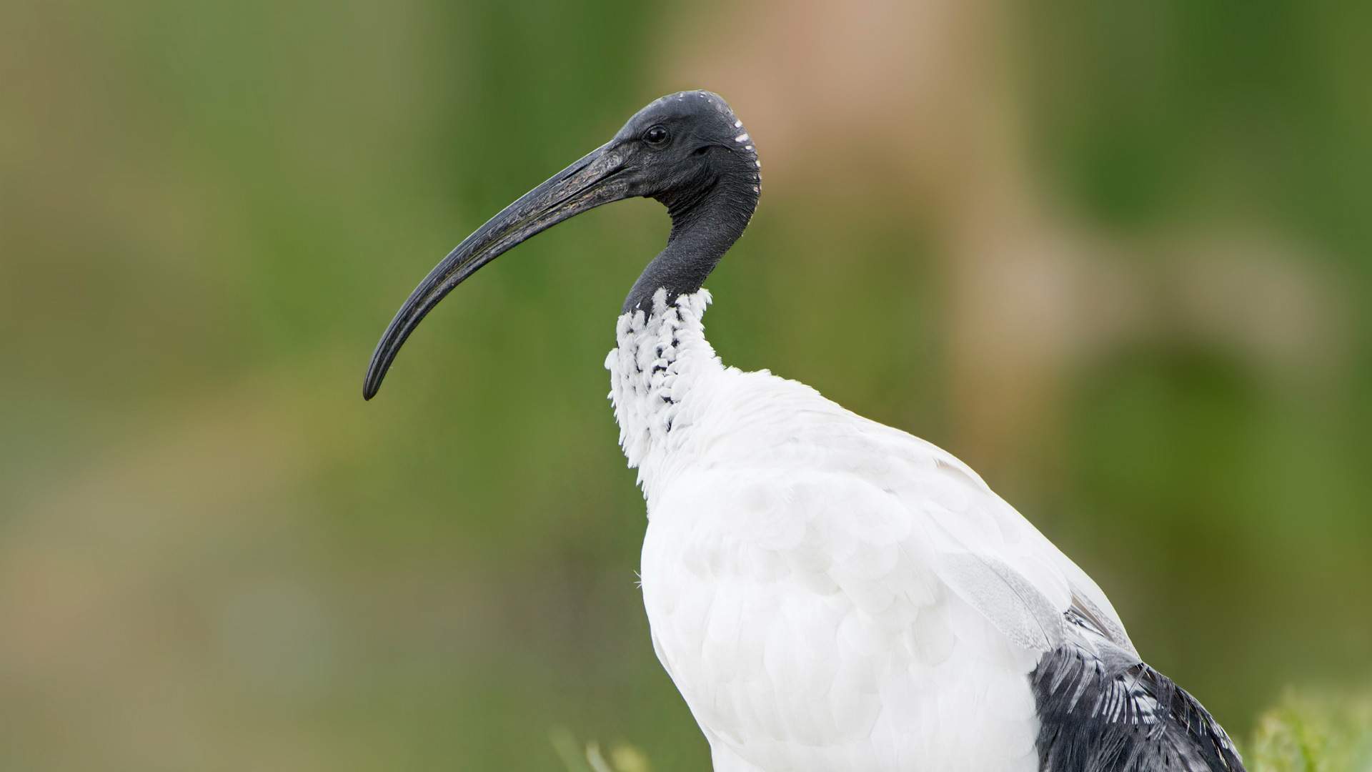 This Planet Earth-Like Ode to the Ibis Is the Positive Publicity Bin Chickens Yearn For