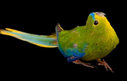Background image for A National Geographic Animal Photography Exhibition Is Coming to Melbourne Zoo