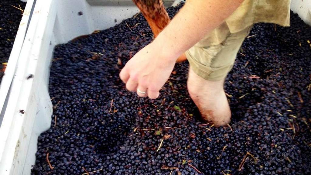 Pressing of the Cabernet