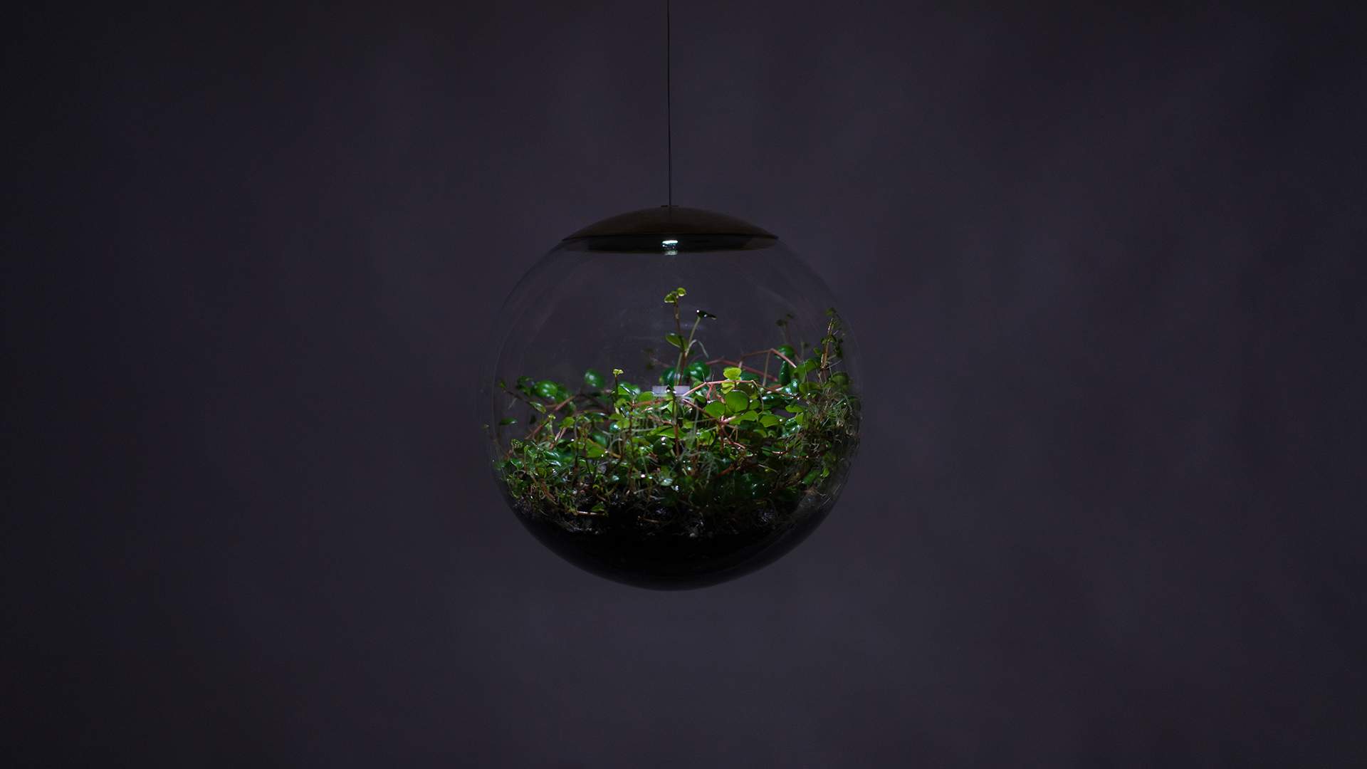 These Terrarium Lights Add a Mini Hanging Garden to Any Room