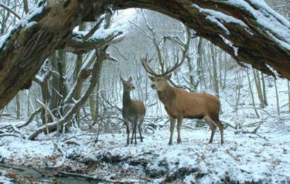 Background image for Hungarian Film On Body and Soul Wins 2017 Sydney Film Festival Official Competition