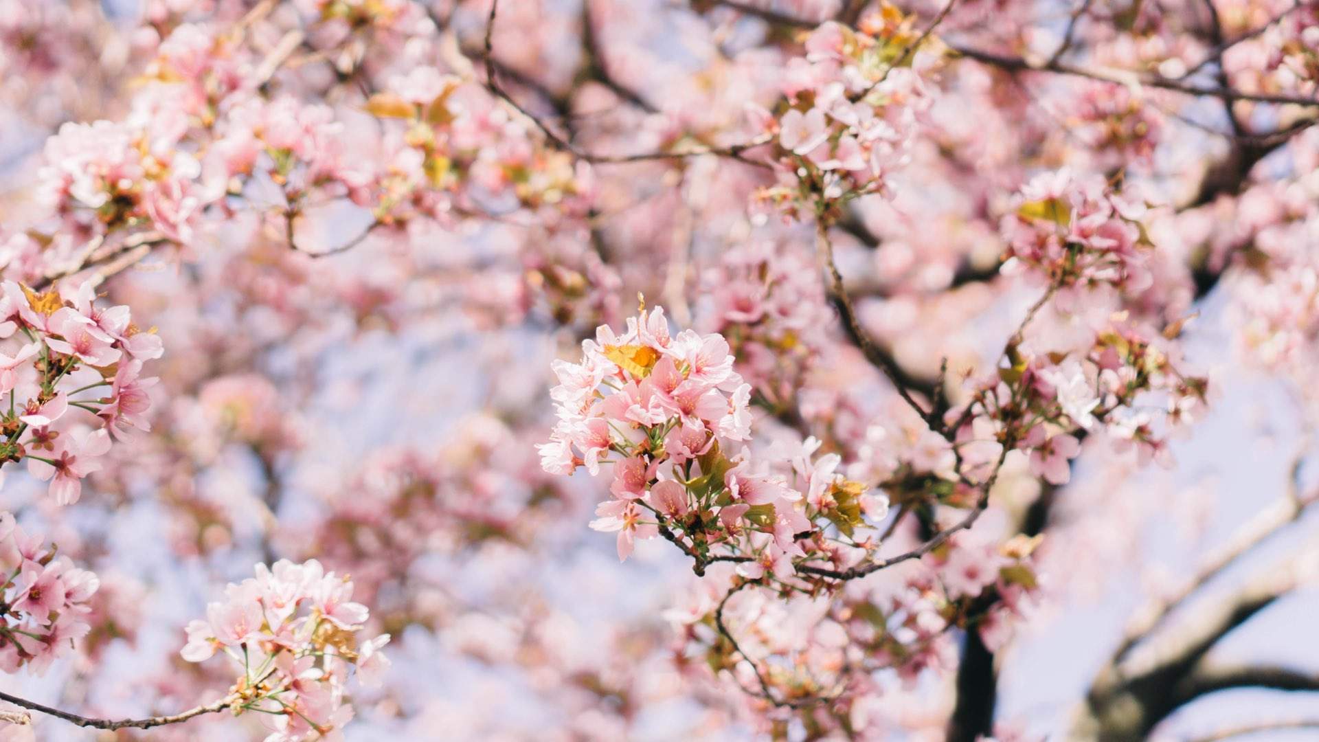 Cherry Blossom Festival Melbourne 2016