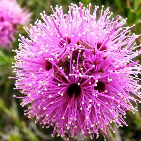 Muogamarra Nature Reserve Open Season