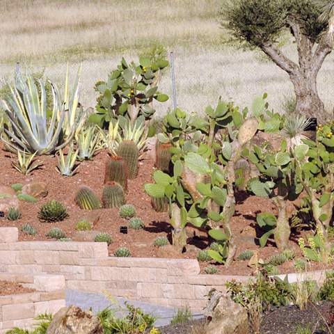 Madrid's Massive New Cactus Garden Is a Succulent-Lover's Dream