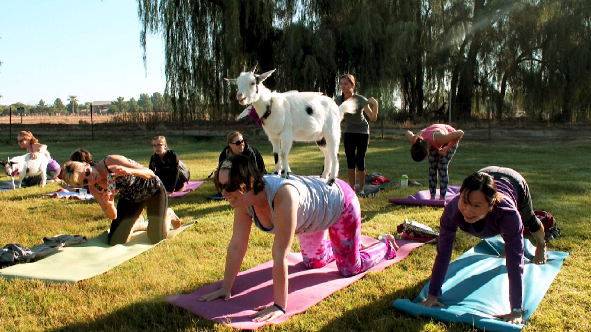 Goat Yoga Is Australia's Newest Exercise Trend