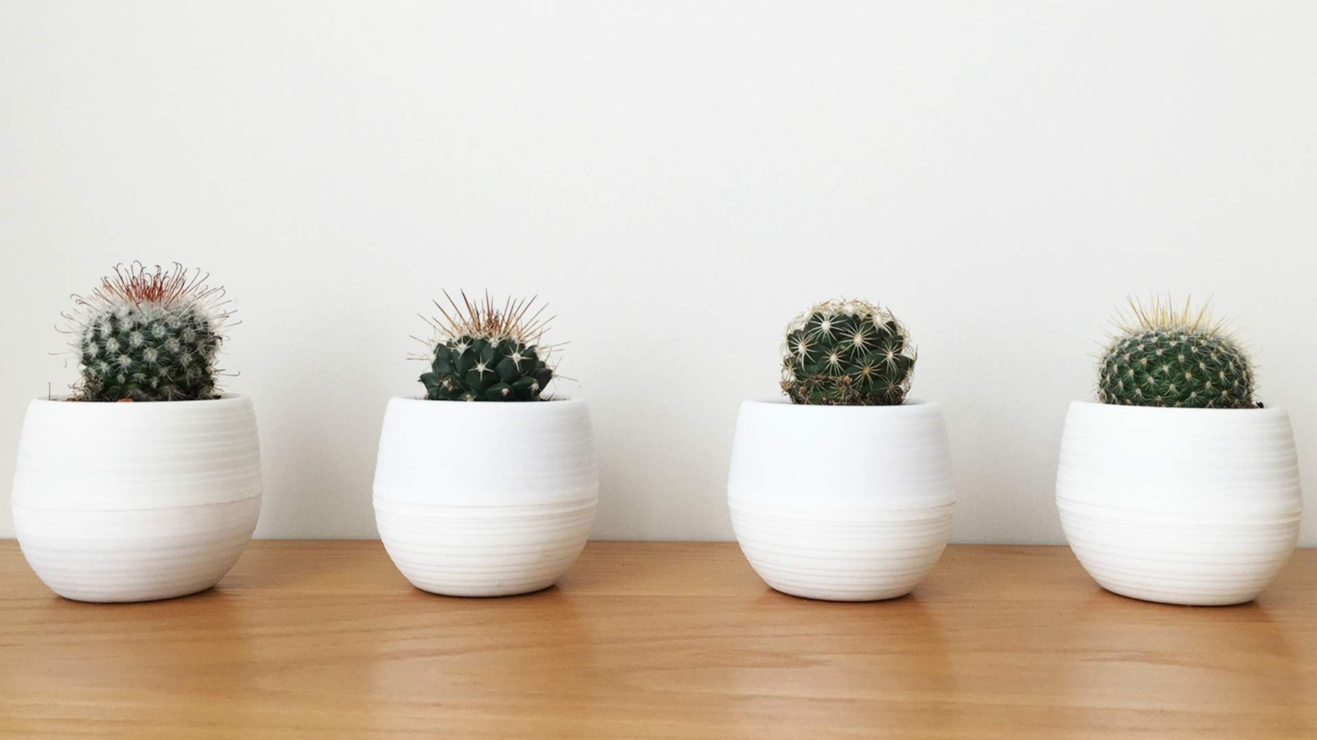 Little Pricks Is Sydney's New Same-Day Cactus Delivery Service