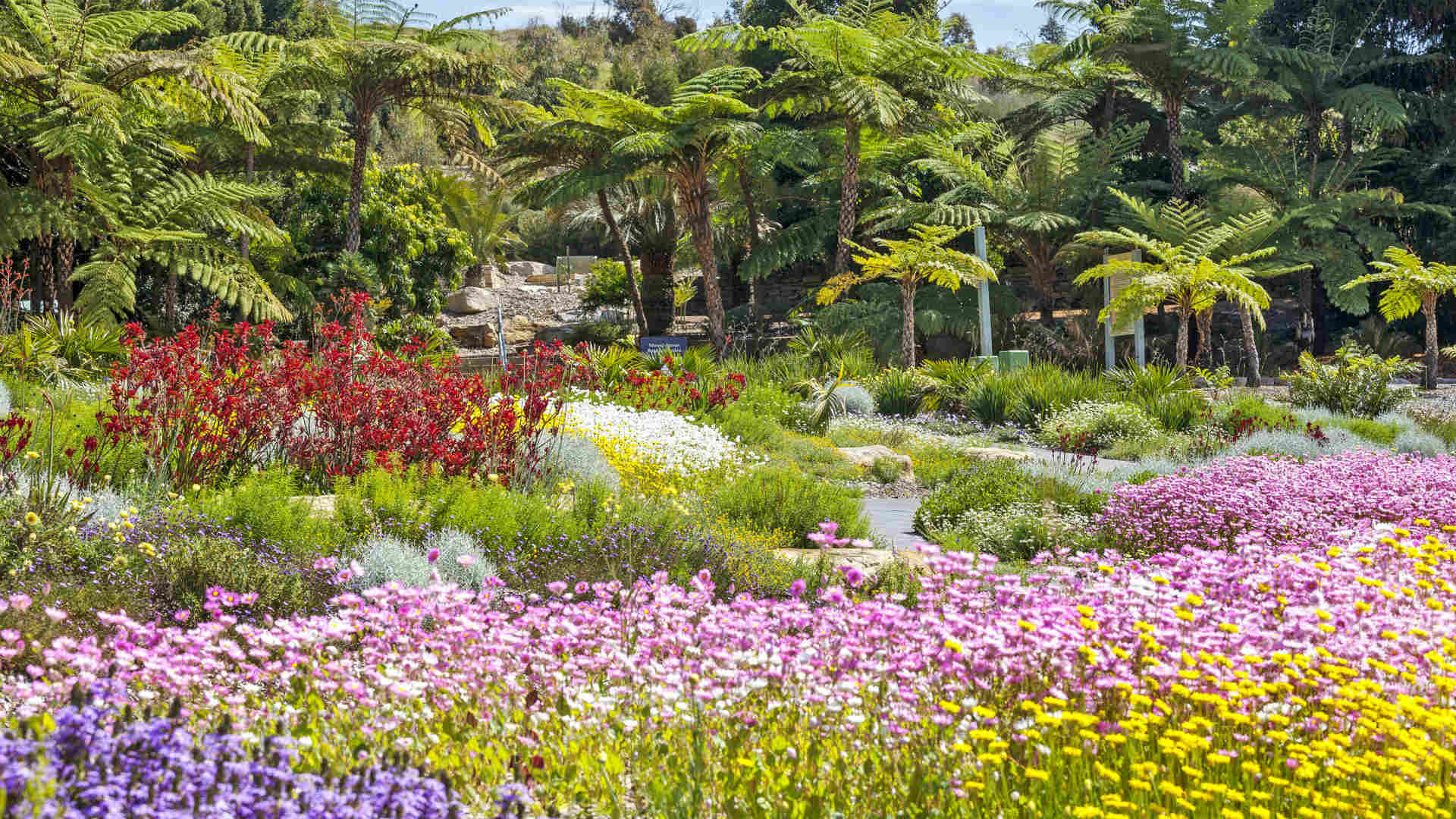 Four Places To See Australian Wildflowers Near Sydney Concrete