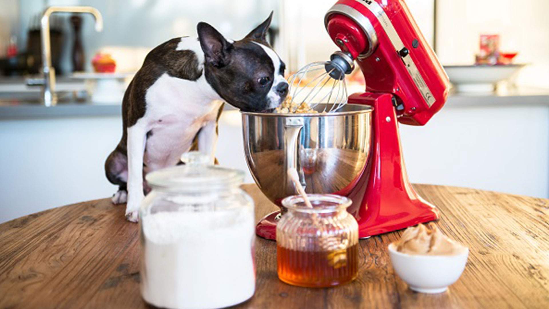 Sydney's Adorable New Bakery Is Just for (Very Good) Dogs