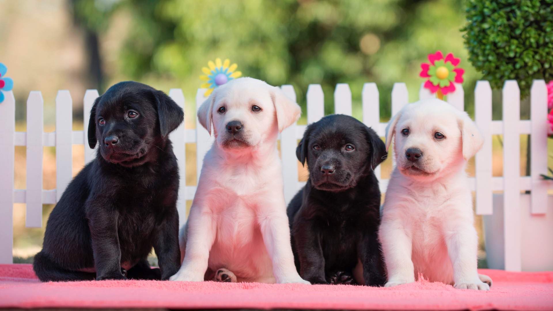 Guide Dogs Australia Puppy Zoom Meeting