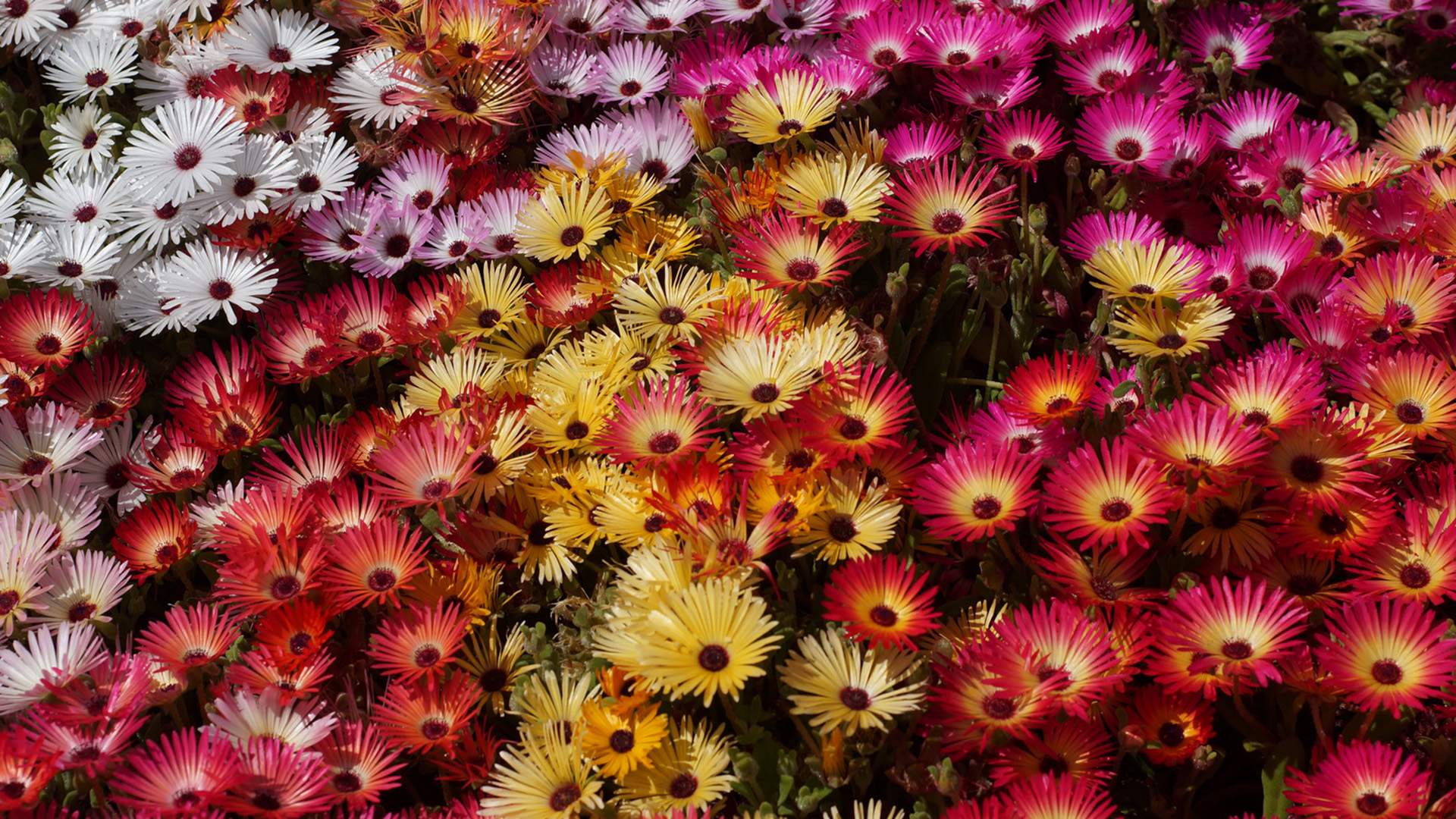 Toowoomba Carnival of Flowers 2019