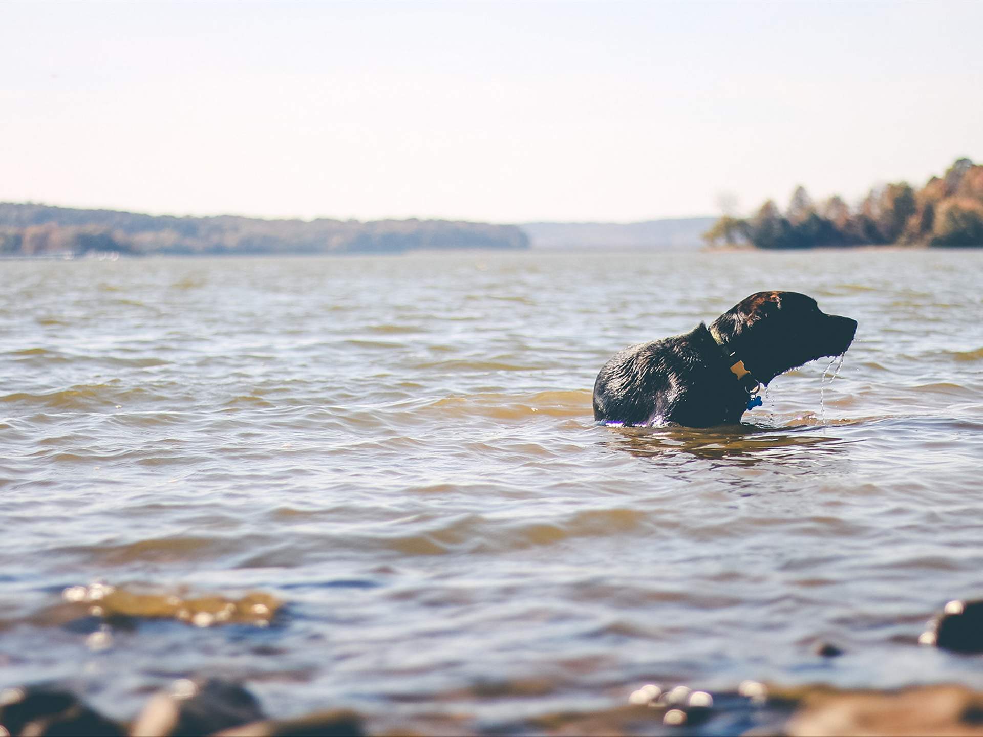 can dogs swim in the charles river