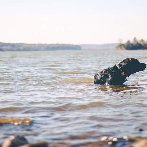 SWIMMING WITH YOUR DOG IN VICTORIA: LILLYDALE LAKE