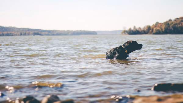 SWIMMING WITH YOUR DOG IN VICTORIA: LILLYDALE LAKE