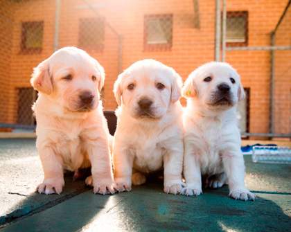 Sydney, You're Up: Guide Dogs NSW Wants You to Look After These Adorable New Pups