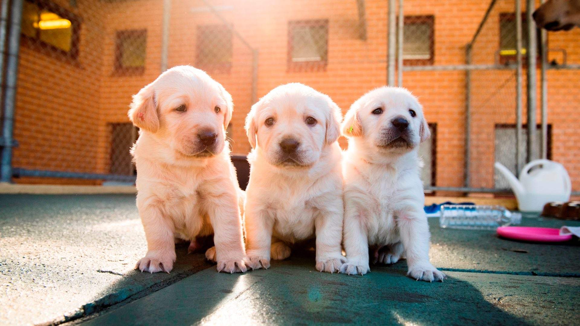 Sydney, You're Up: Guide Dogs NSW Wants You to Look After These Adorable New Pups