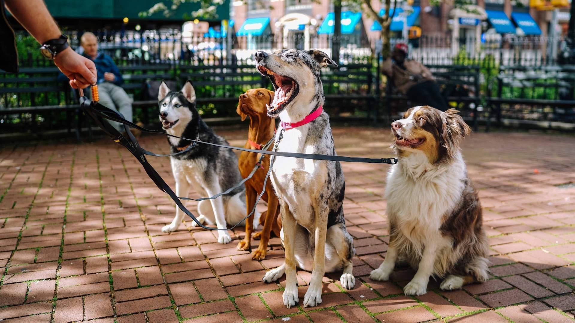 NewBARKet Dog Fest Concrete Playground