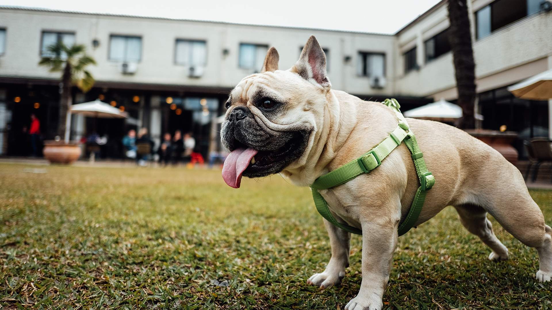 Tiny Dog Festival