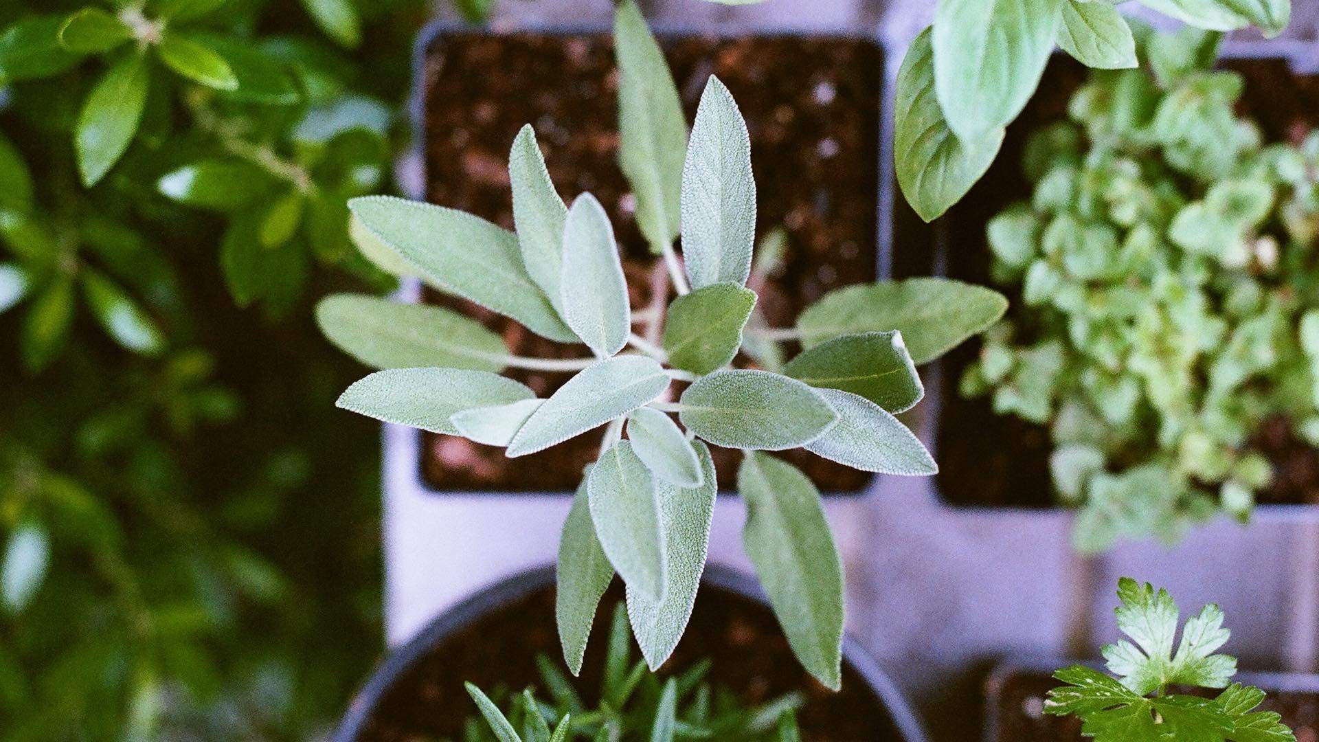 Stock Up on Herbs at the Epicurious Garden