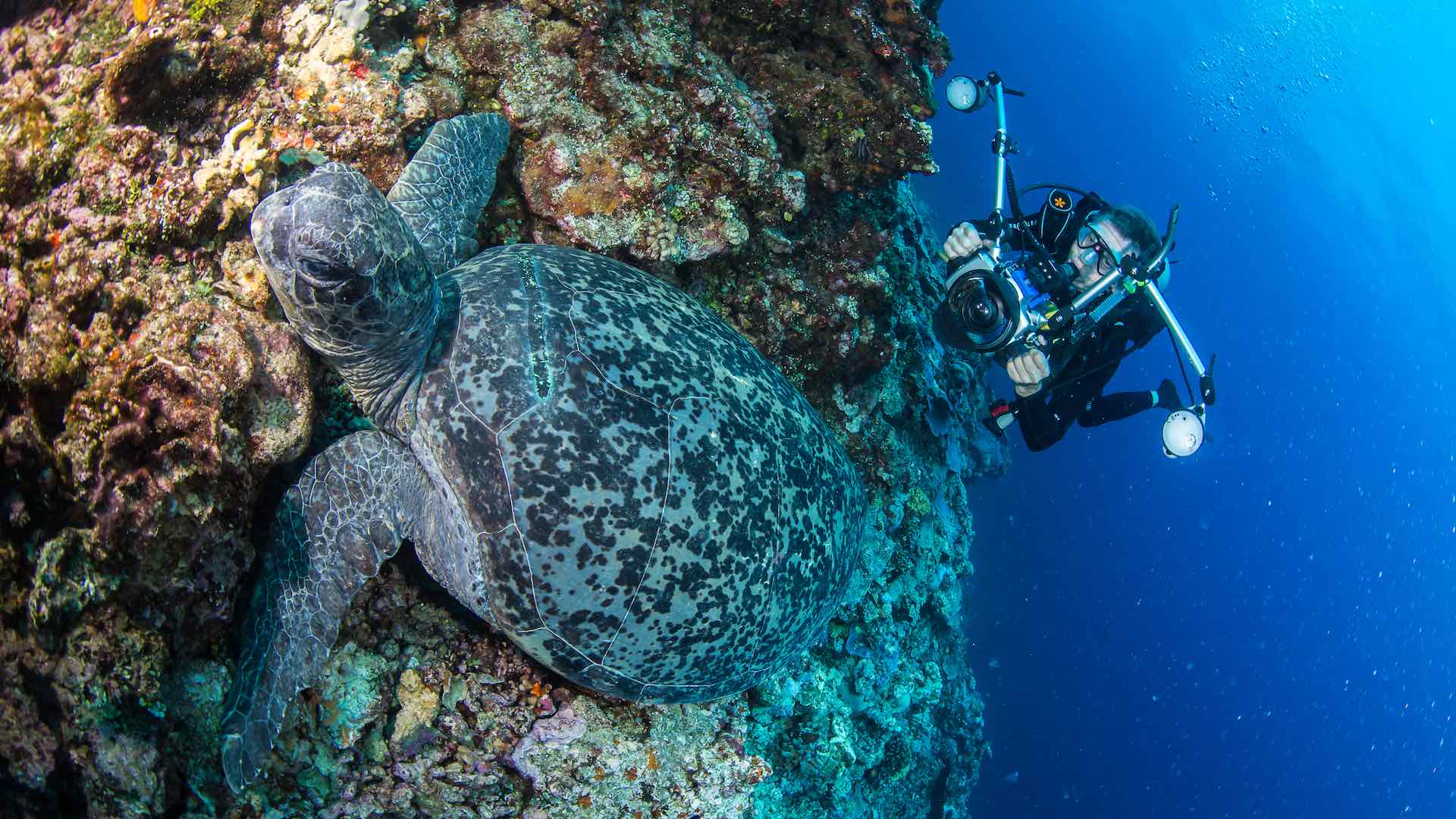 Mike Ball Dive Expeditions turtle trip