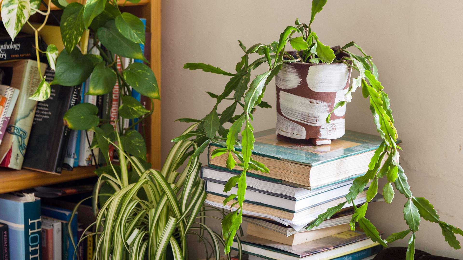 How to Choose the Best Plants For Your Home