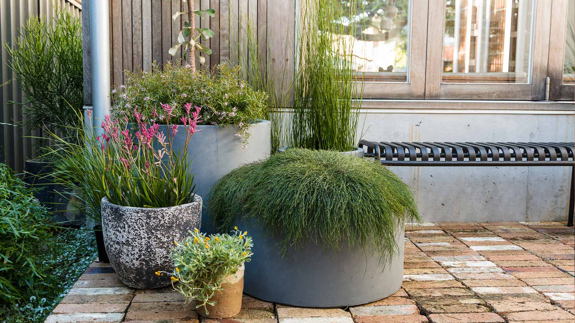 How to Choose the Best Plants For Your Home