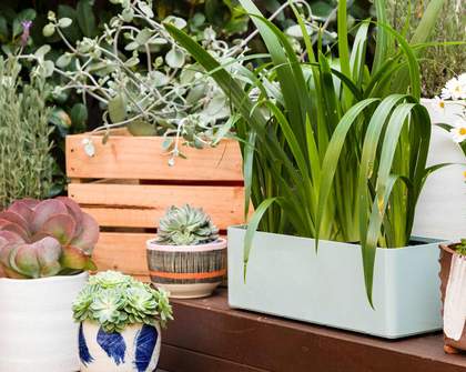 How to Take Care of Your Plants at Home So That They'll Take Care of You