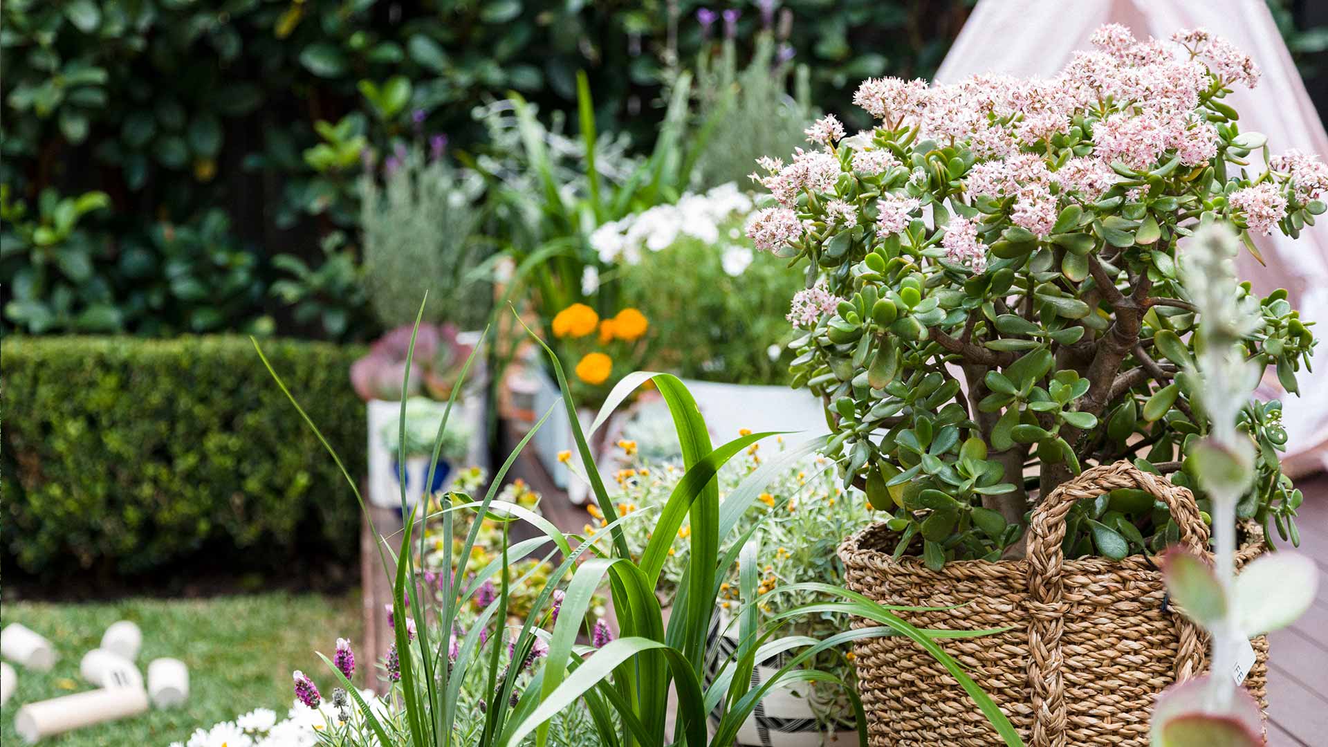 How to Choose the Best Plants For Your Home Concrete Playground