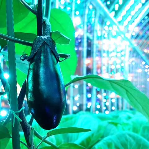 This Luminous Tokyo Greenhouse Lets You Turn Vegetables Into a Symphony of Light and Music