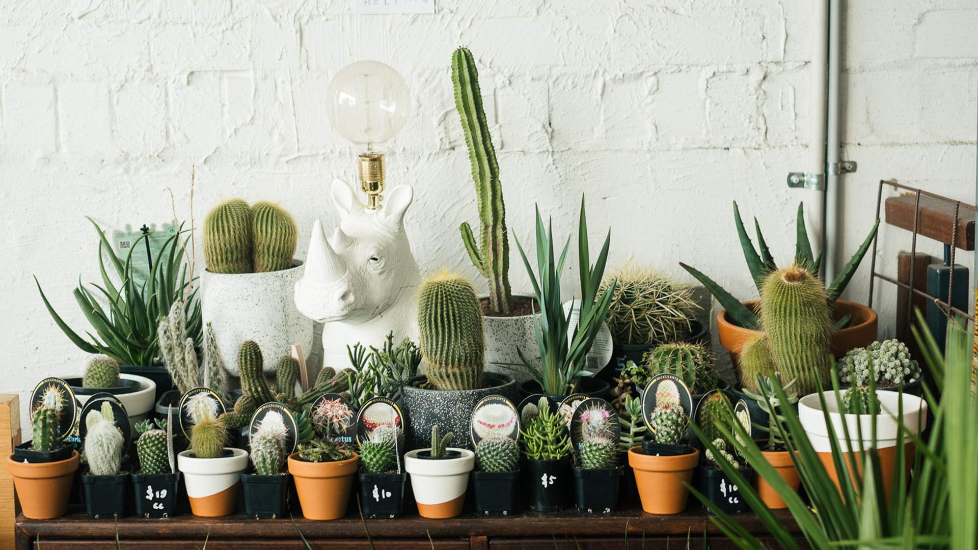 Jungle Collective 'Let's Get Physical' Indoor Plant Warehouse Sale