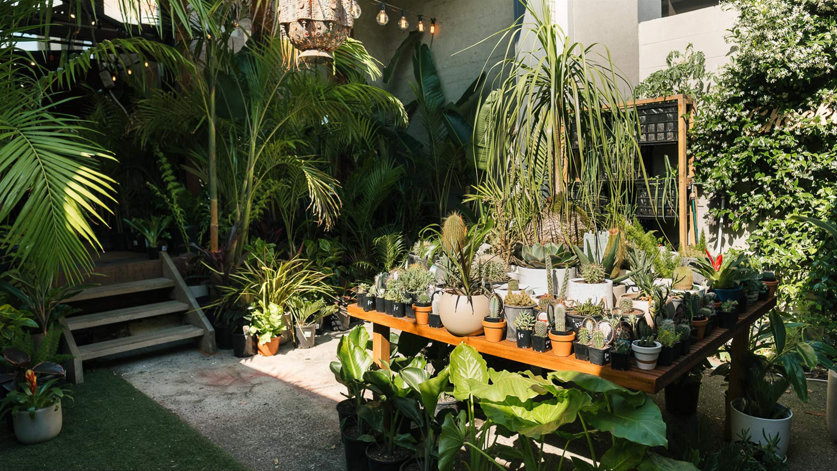 Jungle Collective Indoor Plant Warehouse Sale Concrete Playground