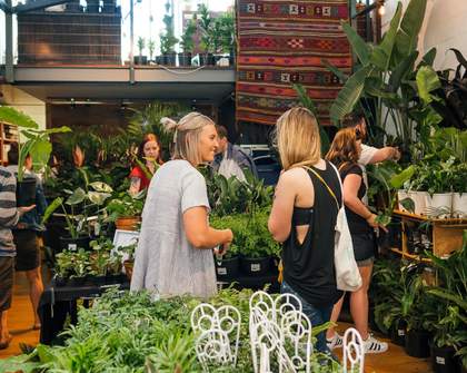 Jungle by Moonlight Indoor Plant Sale