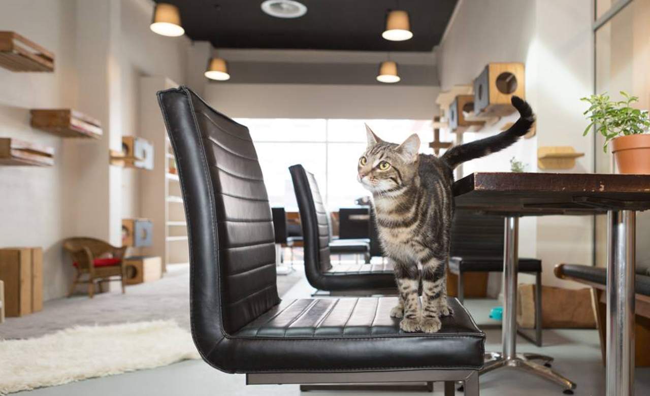 A Cat Adoption Cafe Has Landed in Wellington
