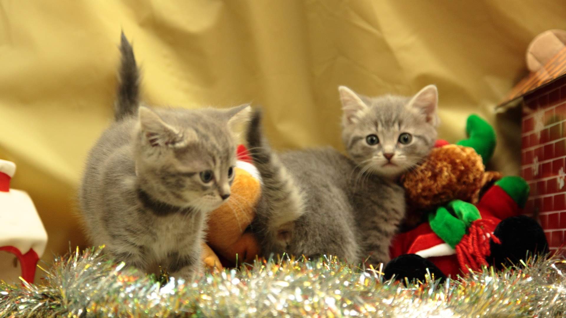 The Cat Protection Society of Victoria Needs New Homes For Kittens Like These