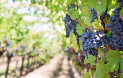 Background image for This New Initiative Wants to Turn Sydney Into the World's Biggest Urban Vineyard