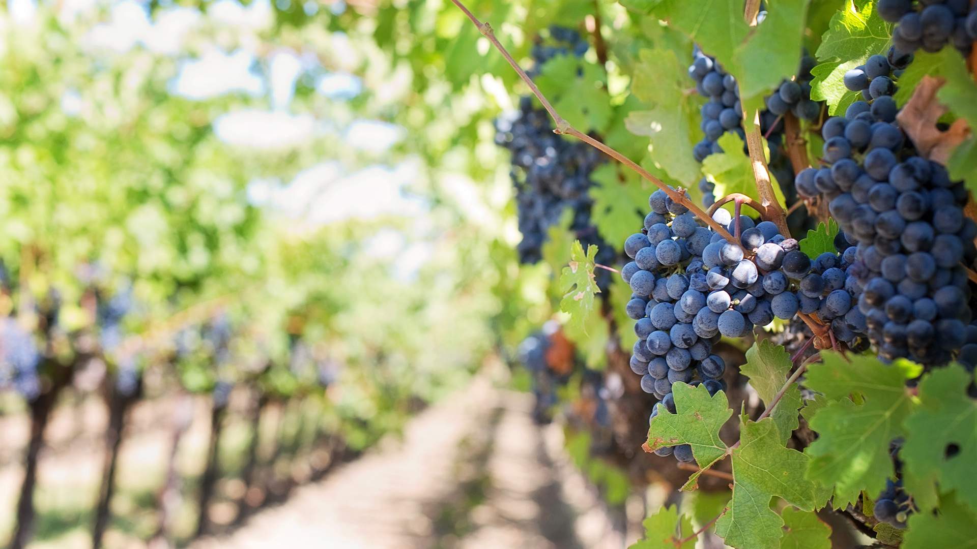 This New Initiative Wants to Turn Sydney Into the World's Biggest Urban Vineyard