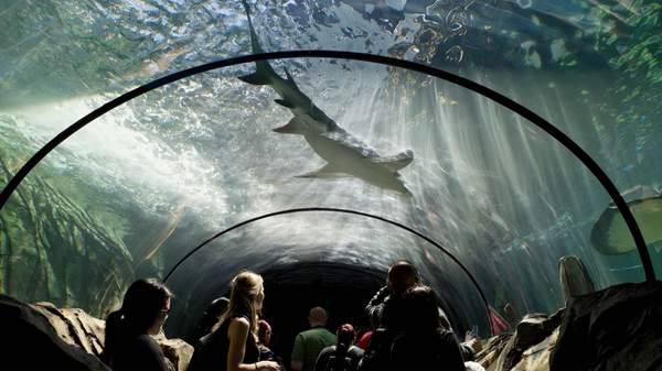 Sea Life Sydney aquarium