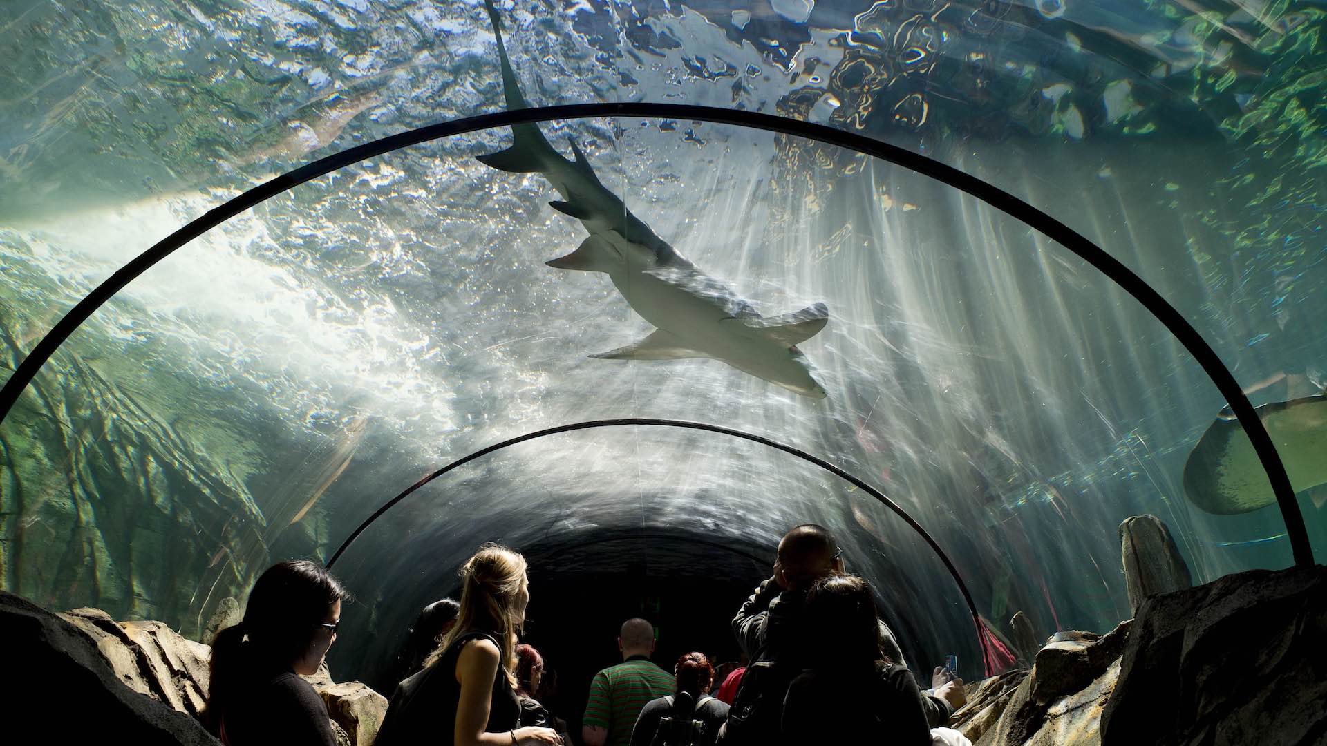 Sea Life Sydney aquarium