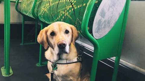 Guide Dog Tram Pat and Chat