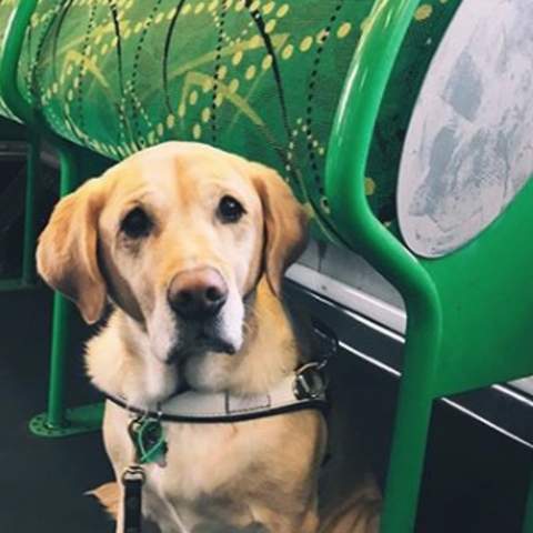 Guide Dog Tram Pat and Chat