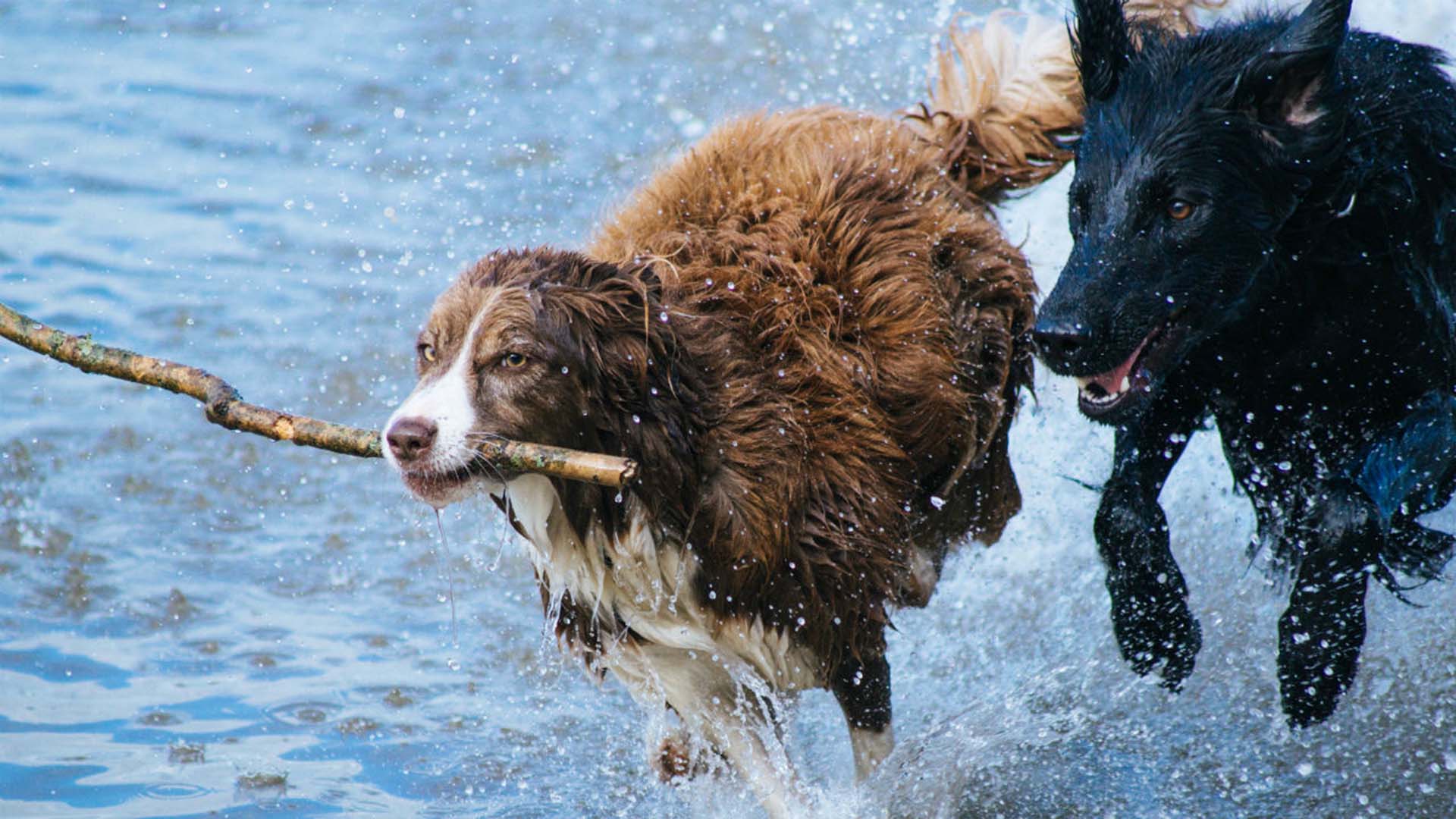 Rowland Reserve Dog Park