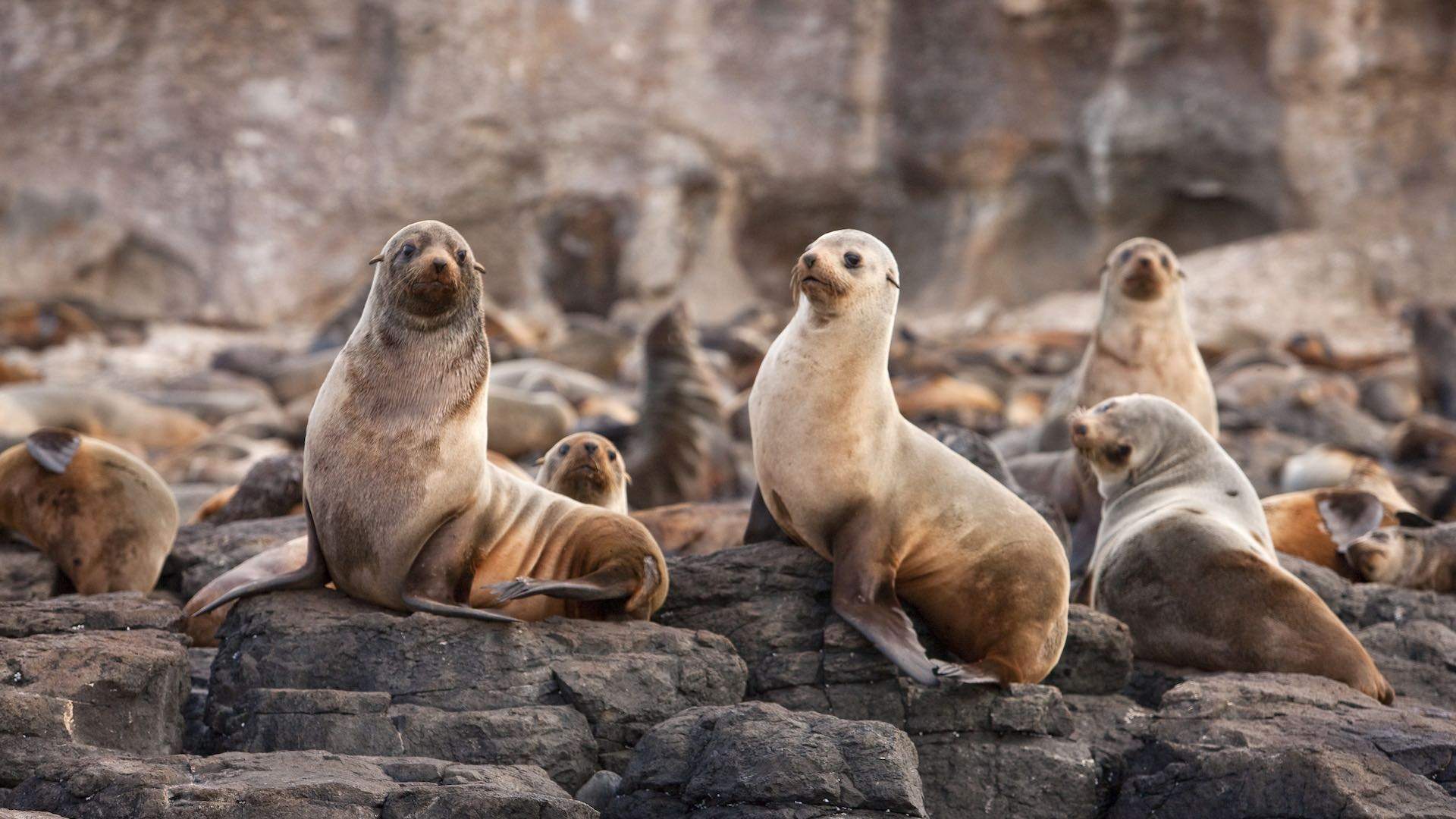 phillip-island-seal-rocks-supplied01.jpg